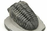 Large Phacopid (Drotops) Trilobite - Nice Eye Facets #235807-4